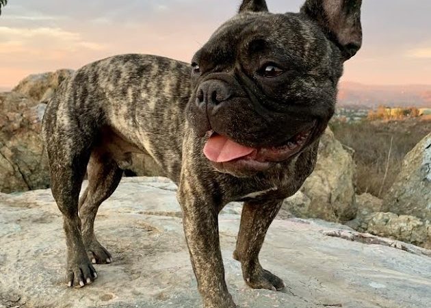 The world’s Fastest French Bulldog